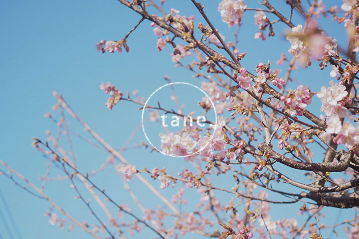 編集部コラム「タネ」