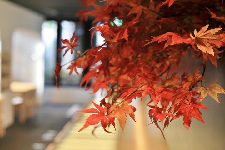 京都の秋を味わいながら、目の前には紅葉!　ひと足お先に秋が楽しめるレストラン「居様」