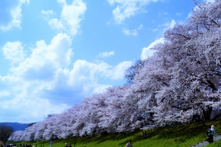 お花見ピクニック♪フード＆ドリンク持ち込みOKの、大阪・京都のお花見