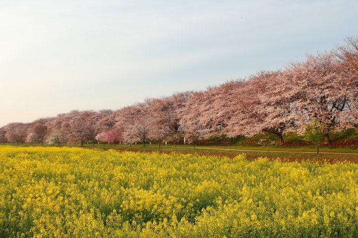 【全国】桜前線、北上中♪ 桜のある美しい風景10選