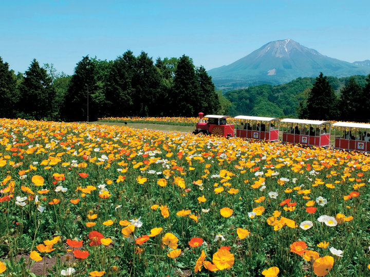【鳥取】元気になれるビタンミンカラーの花畑「とっとり花回廊」
