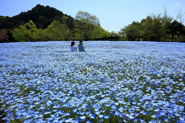 【岐阜】春色に染まる園内をゆっくりと散策「ぎふワールド・ローズガーデン」