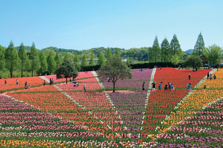 【広島】日本最大級のチューリップの花絵「世羅高原農場」