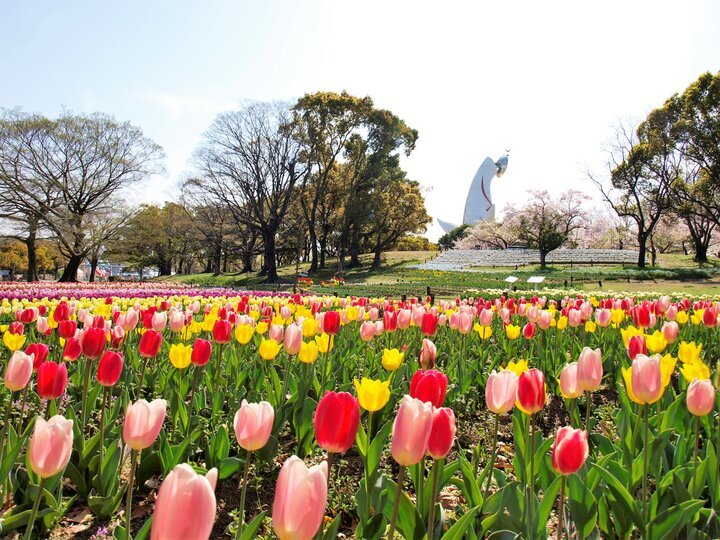 【大阪】春風に揺れる可憐な花畑「万博記念公園 」