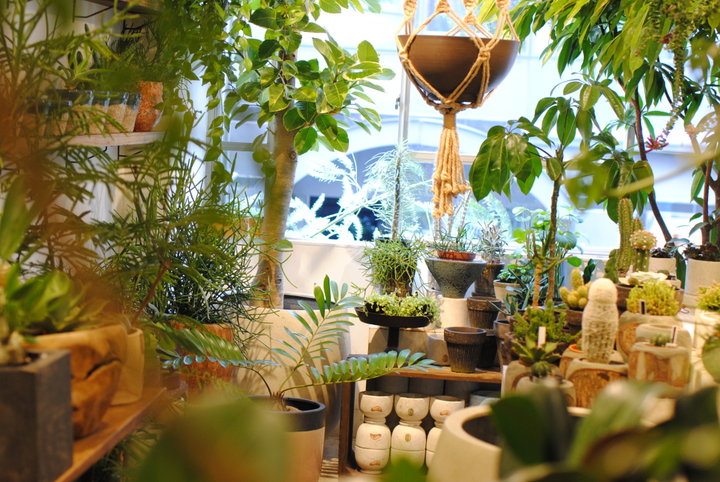 銀座の植物専門店「mokuhon」 大型 植木鉢 1点ものの植物がたくさん♪銀座一丁目駅すぐのグリーンと“うつわ”の店