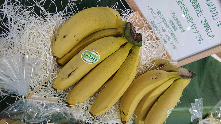 超巨大250㎝、糖度モンスター◆ヌアンジュンバナナ◆栽培容易。低木耐寒強＝バナナ 超巨大250㎝、糖度モンスター◇ヌアンジュンバナナ◇栽培容易