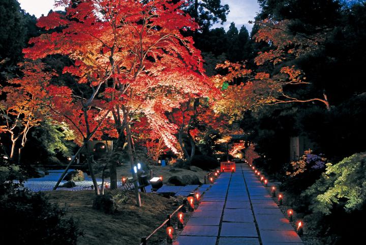 美しい紅葉が期間限定ライトアップ ミシュラン三ツ星を獲得した日本三景 松島の 円通院 ことりっぷ