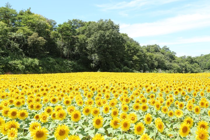 【広島】7/28ｰ 8/19｜ひまわりまつり