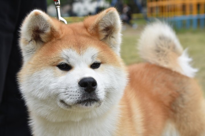 キュートな秋田犬にふれあえるスポットがオープン 秋田をのんびりさんぽ ことりっぷ