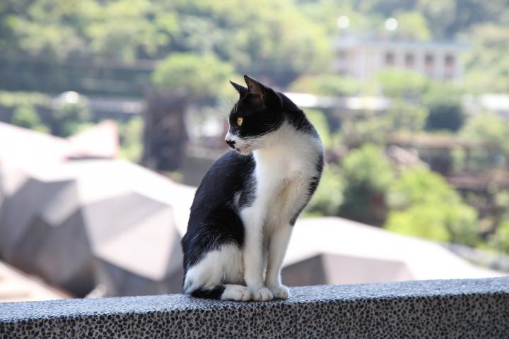 ローカル列車でネコ村へ。豊かな自然と人なつこいネコに出合う癒やしの旅