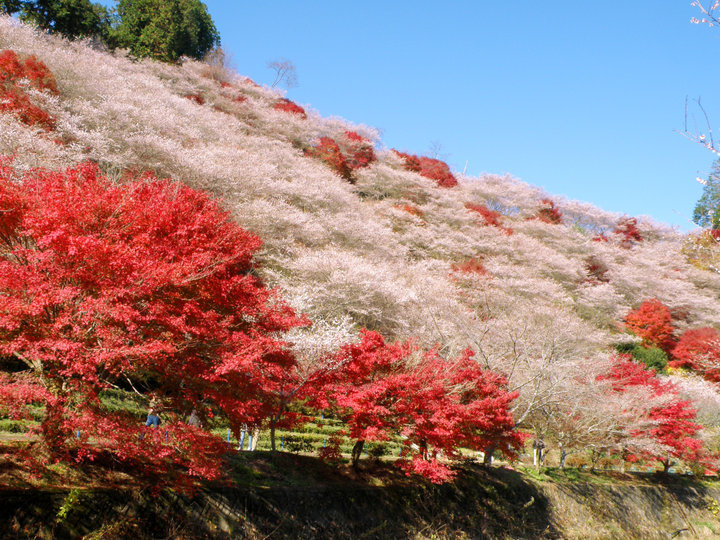 桜と紅葉の競演を楽しみ、体験＆カフェでほっこり。愛知・東部で秋のワンデイトリップ