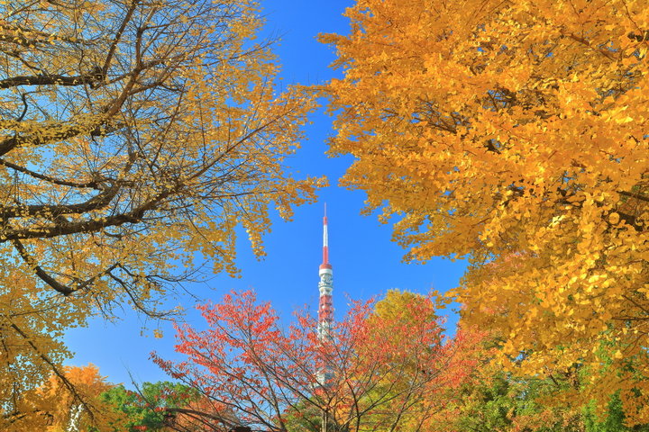 紅葉に縁取られた東京タワーがフォトジェニックな芝公園