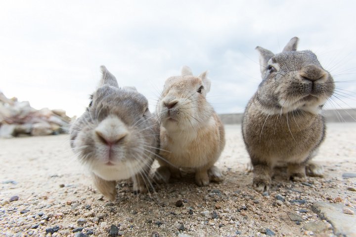 700羽のうさぎがお出迎え♪世界中から注目される大久野島で癒しの時間を。