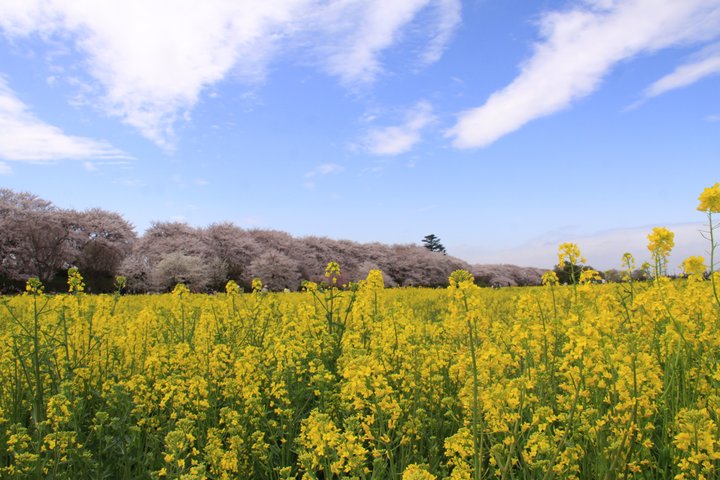 【埼玉】3/25-4/9｜第89回幸手桜まつり