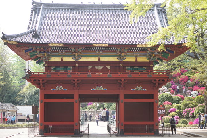 赤やピンクの3000株のつつじが境内を彩る♪ 緑ゆたかな下町のお社「根津神社」へ