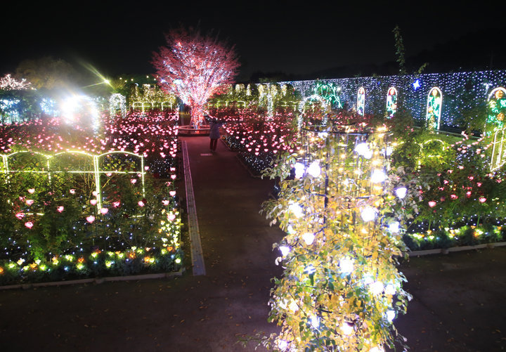 光の花畑をお散歩 関東最大級のイルミネーションが楽しめる あしかがフラワーパーク ことりっぷ