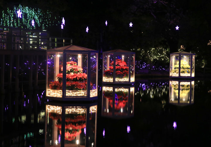 光の花畑をお散歩 関東最大級のイルミネーションが楽しめる あしかがフラワーパーク ことりっぷ