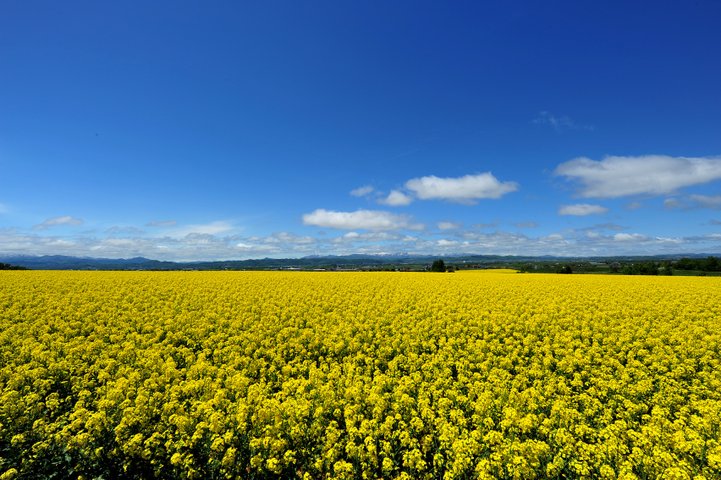 北海道 5 18 5 19 19 たきかわ菜の花まつり ことりっぷ