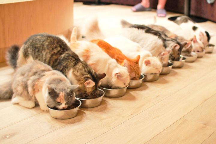一列揃ってのもぐもぐタイムに癒される♪ 渋谷の「猫カフェMoCHA」
