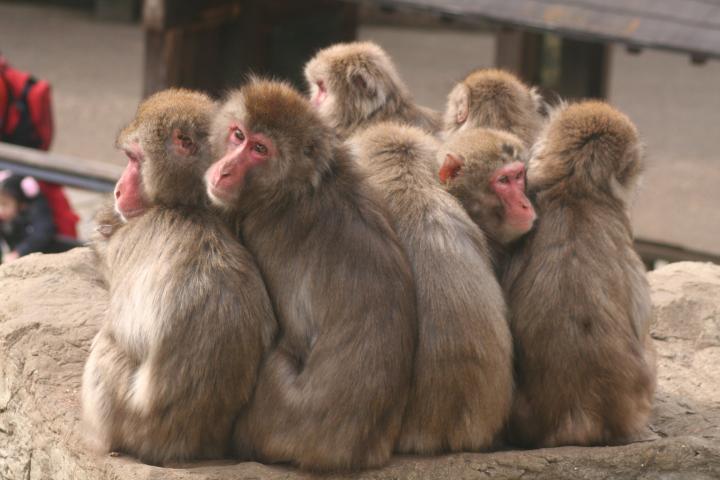 冬こそ動物園へ！ 今しか見られないキュートな動物の姿に癒されましょう