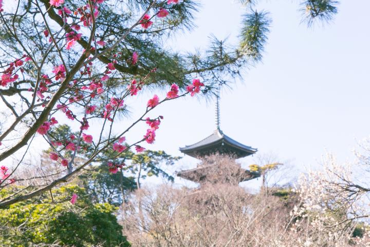 今が見ごろ！関東屈指の梅の名所を訪ねて、横浜カメラさんぽ