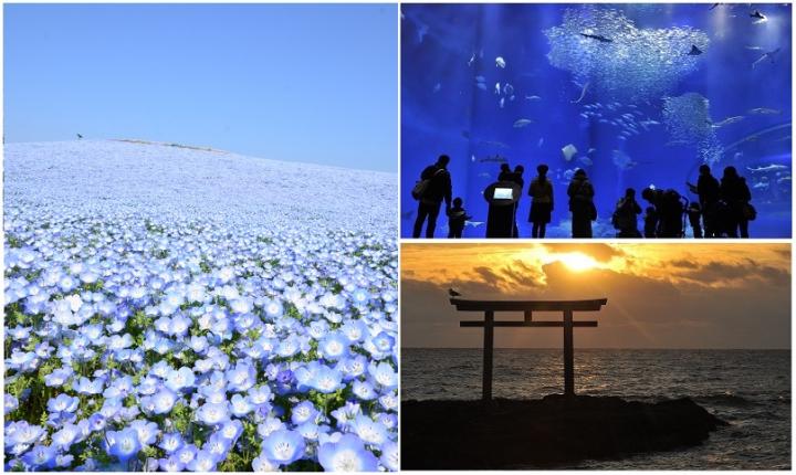 丘一面ブルーのネモフィラ、圧巻のパノラマ水槽、ここにしかない海景色…。茨城で巡る3つの絶景