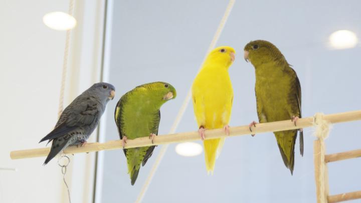 かわいい生き物たちに癒される♪ 都内の動物カフェ4選