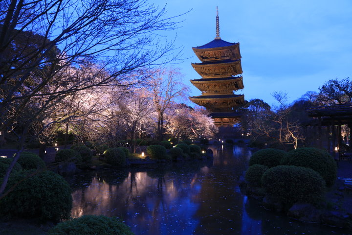 【ツアー限定】貸し切りで楽しむ夜桜鑑賞も♪特別拝観で満喫する春の京都