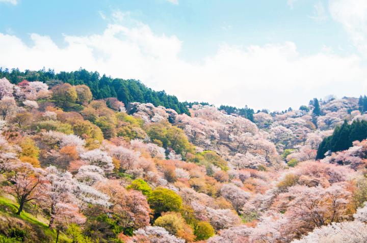 桜の絶景が眺められるカフェ＆お食事処４選―日本一の名所・奈良県吉野山へ