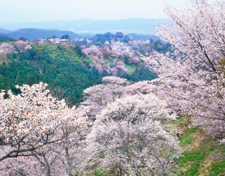 春旅は吉野を訪れてみませんか