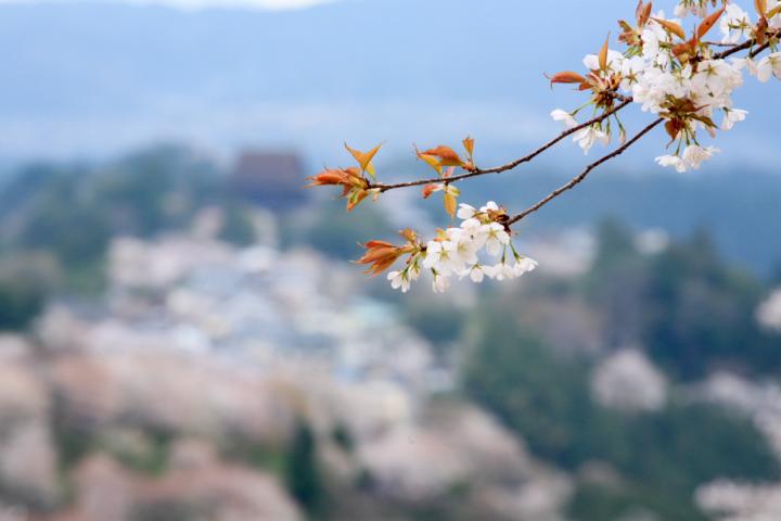 桜の絶景が眺められるカフェ お食事処４選 日本一の名所 奈良県吉野山へ ことりっぷ