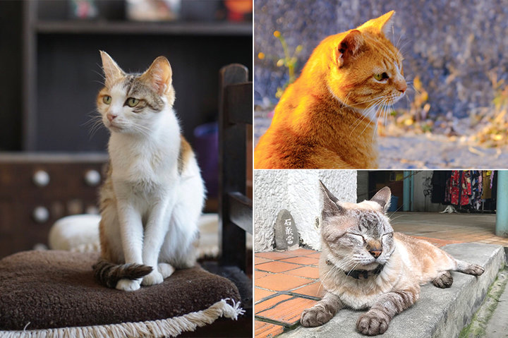 もふもふ猫に癒される ことりっぷねこアルバム Part 2 ことりっぷ