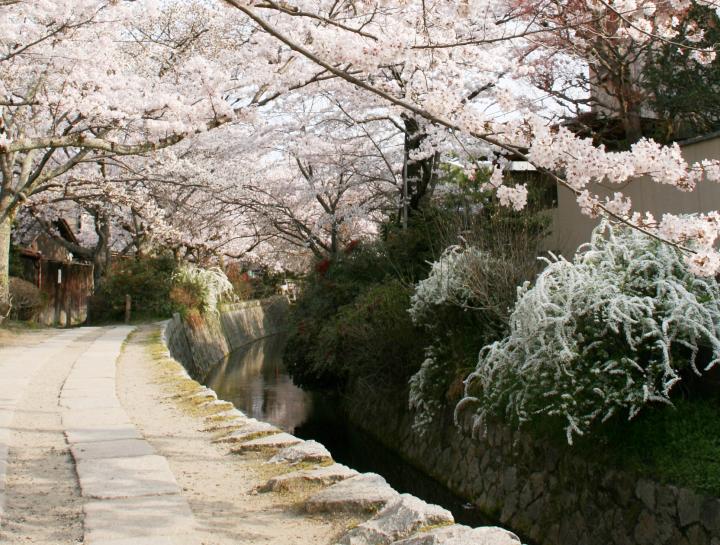 桜と水に癒されて、「哲学の道」の石畳をどこまでも