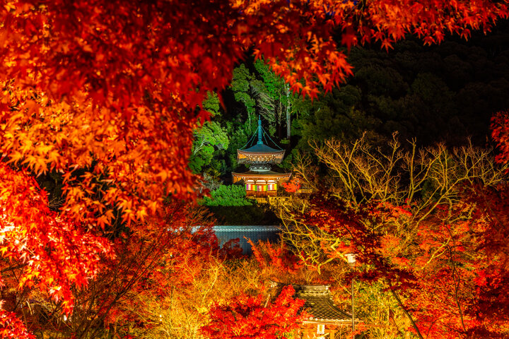 ライトアップされた紅葉が素敵 王道から穴場まで京都もみじ狩りと冬のイベント5選 ことりっぷ