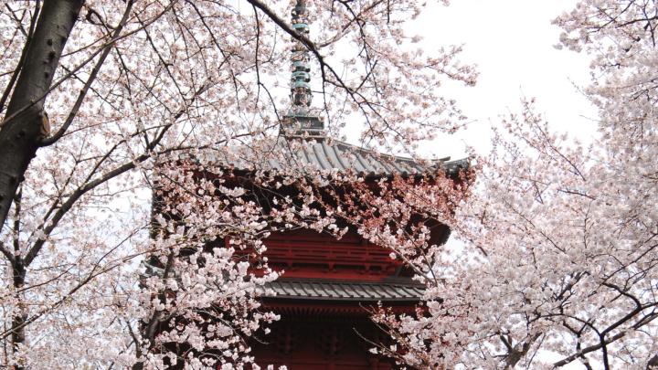 もうすぐ見ごろ！都内の穴場・お花見スポット「池上本門寺」