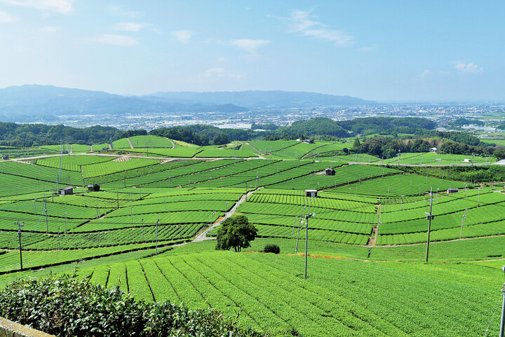 爽やかなグリーンの茶畑が広がる、お茶の産地福岡・八女エリアをぐるり