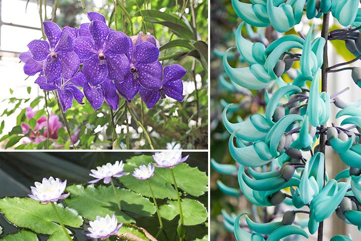 世界中の花に出会う週末 国内最大級の温室をもつ植物園 咲くやこの花館 ことりっぷ