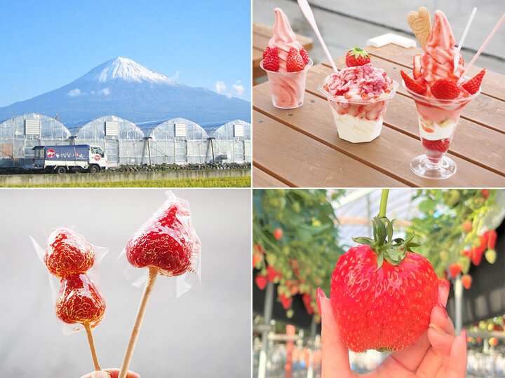 甘い幸せを詰め込んだ“完熟紅ほっぺ”に夢中♪ 1年中いちごスイーツが楽しめる人気の農園「れっどぱーる」