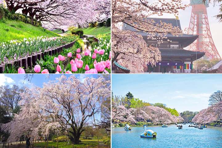 東京タワーを背にした姿も美しい増上寺から埼玉の名所・幸手権現堂桜堤まで♪東京＆近郊の桜スポット6選