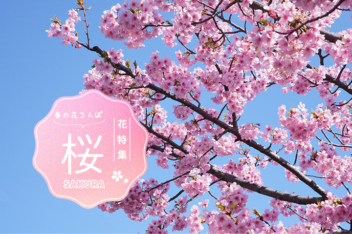 花特集〜桜〜