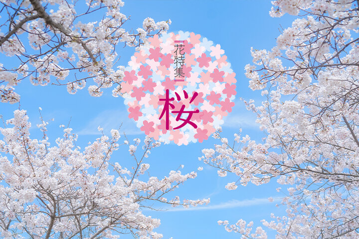 花特集〜桜〜