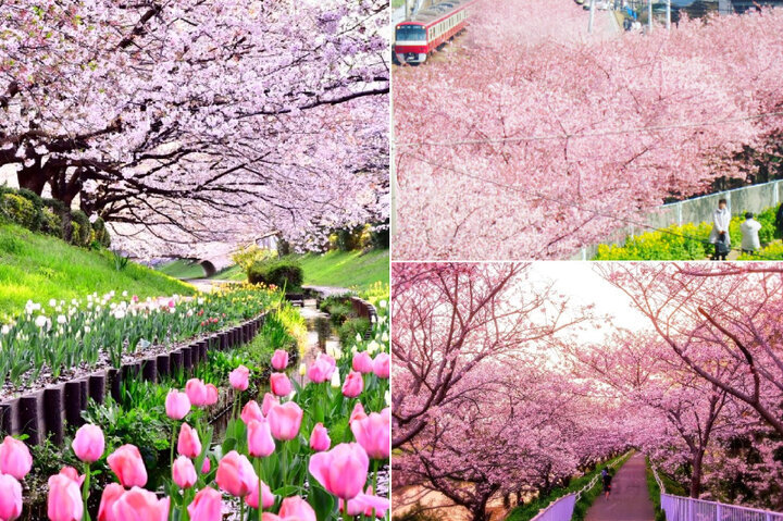 【横浜・三浦半島・千葉】桜スポットと周辺で立ち寄りたいカフェ