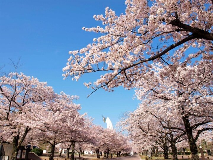【関西】桜の名所10選