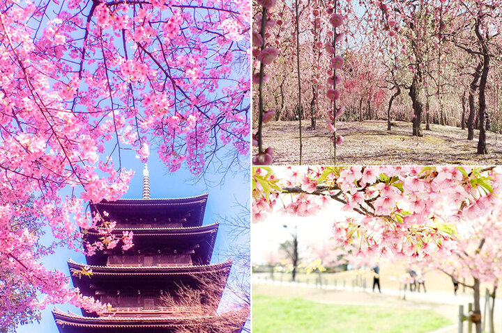 国宝に彩りを添える河津桜や京都屈指の梅まで♪春めく景色に誘われる京都＆奈良の名所9選