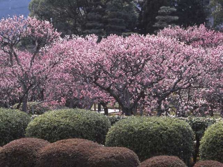 【京都府京都市】小野小町ゆかりの梅園がある「随心院」