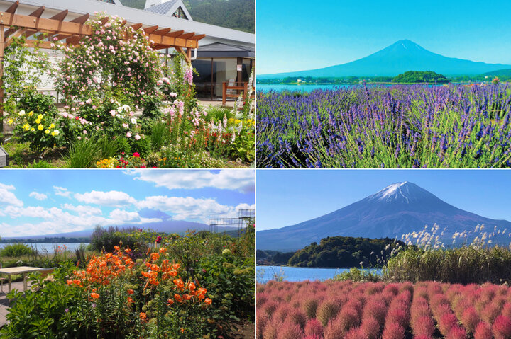 富士山と河口湖を彩る花々に癒される「大石公園」