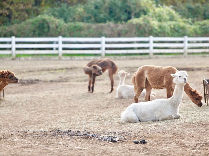 那須アルパカ牧場 ： ことりっぷ厳選 おでかけ・観光情報