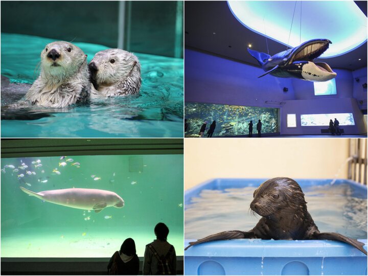 海の生きものの魅力がいっぱい♪見どころが豊富な三重県・鳥羽水族館をめぐりましょう