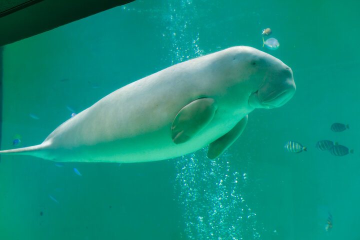 海の生きものの魅力がいっぱい♪見どころが豊富な三重県・鳥羽水族館を