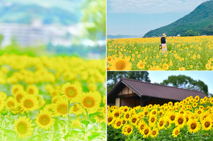 夏ならではの景色を求めて。日本全国のひまわり畑をご紹介 ｜ ことりっぷ